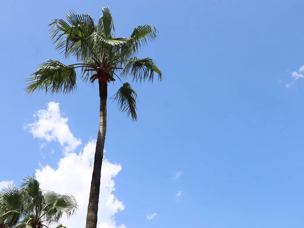 レプコレンタカー